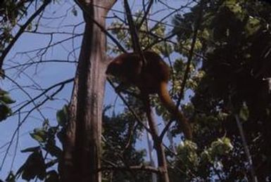 [Tree kangaroo, Papua New Guinea]