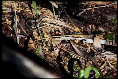 Caledoniscincus orestes
