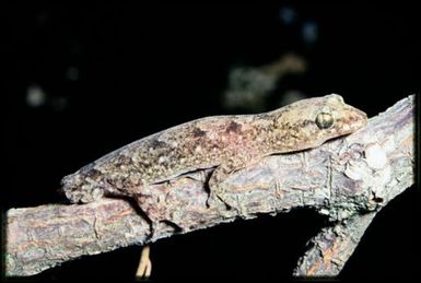 Gecko sp.
