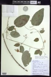 Stigmaphyllon discolor