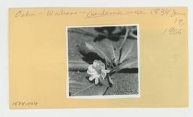 [Gardenia in Hawaii, envelope IE24-004]