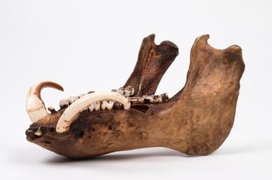 jaw, pig