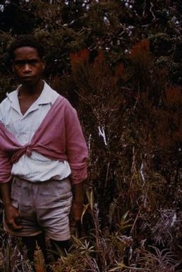 [Man standing near Exocarpos trees in Papua New Guinea]
