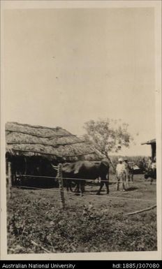 Tenant stable at Loma Loma, Lautoka