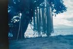 Fishing nets in a tree on Moorea