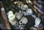 Shrine with group of skulls