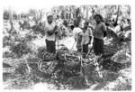 Harvesting 'ufi lei toutu'u of the Free Wesleyan Church at Pōme'e. (Ngatu, Lātū Vaka; 'Atonio; Vātau.)