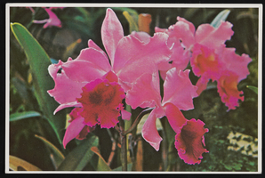 Miscellaneous scenes in California and Hawaii: postcard