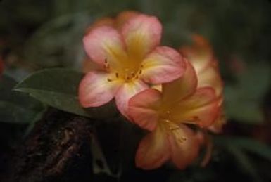 [Rhododendron zoelleri close-up at Sarawaket Range, Papua New Guinea]