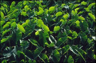 Field of taro