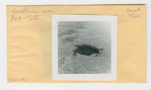 [Turtle in Hawaii, envelope IE31-181]