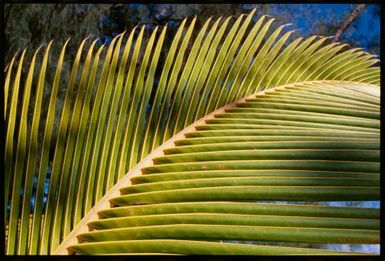 Coconut frond, Cook Islands