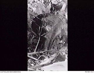 MAPRIK, NEW GUINEA. C.1946. A LOUD SPEAKER USED BY THE FRONT LINE BROADCASTING UNIT, FAR EASTERN LIAISON OFFICE. NOTE THE BULLET HOLE IN THE SIDE