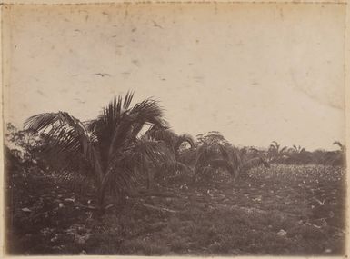 Suwarrow, northern Cook Islands, 1886