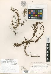 Prosaptia pendens