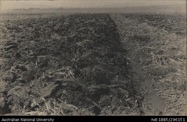 Field ploughed by Holt tractor, Lautoka