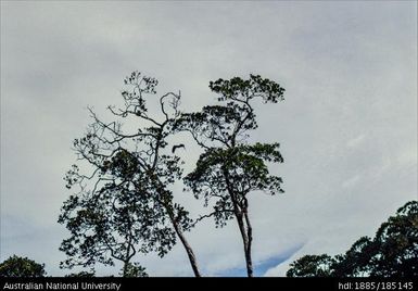 Eagle aloft: Sea eagle flying through tree tops
