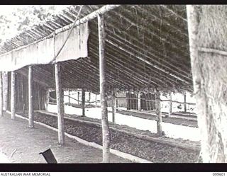 AIYURA, NEW GUINEA, 1946-01-09. SHADED GERMINATING BEDS OF QUININE PLANTS (SIX MONTHS OLD) AT THE KUMINERKERA BLOCK, AUSTRALIAN NEW GUINEA ADMINISTRATIVE UNIT EXPERIMENTAL STATION