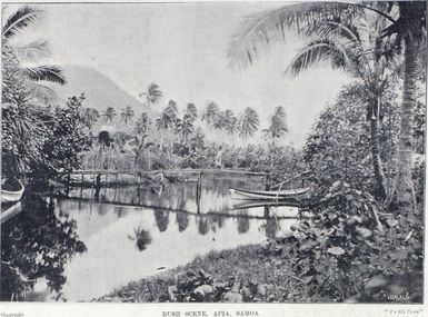 Bush Scene, Apia, Samoa