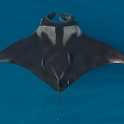 Edy Setyawan: Tracking the giant manta ray with a miniPAT tag