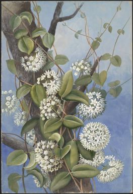 Hoya australis R.Br. ex J.Traill, family Apocynaceae, Papua New Guinea, 1916? / Ellis Rowan