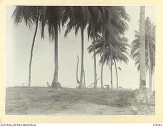 DANMAP RIVER, NEW GUINEA. 1945-01-05. A POWDER MONKEY OF THE 2/2ND FIELD COMPANY, MOVING FROM PALM TO PALM LIGHTING THE FUSES OF THE EXPLOSIVE CHARGES HE HAS LAID UNDER EACH COCONUT PALM DURING THE ..