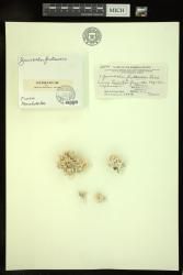 Goniolithon frutescens