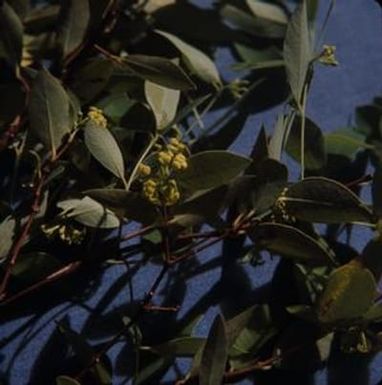 [Close-up photograph of Wikstroemia oahuensis in Castle Trail, United States] BRIT-A-AR003-011-02-028