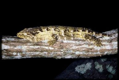Rhacodactylus leachianus