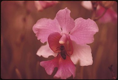 THE HILO AREA OF HAWAII IS KNOWN AS THE ORCHID CAPITAL OF THE WORLD