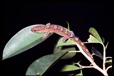 Gecko sp.