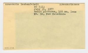 [Araucaria laubenfelsii in New Caledonia, envelope IE41-120]