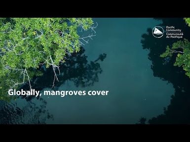 Ocean science fact: Mangroves' role in the Pacific region