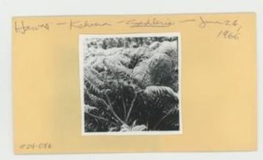 [Sadleria in Hawaii, envelope IE24-086]