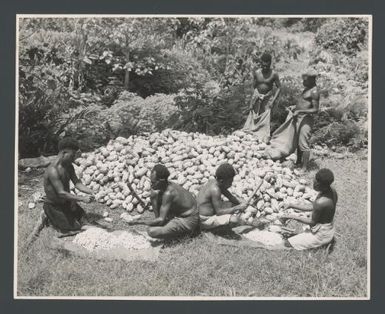 [Breaking cocoa pods for the extraction of the beans, Gazelle Peninsular, New Britain, Papua New Guinea] Australian News and Information Bureau