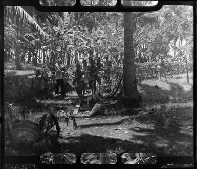 Young local boys hit their drums while on the way to a ceremony feast, Tahiti