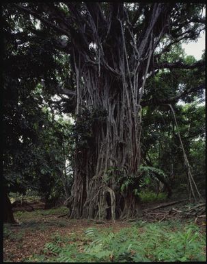 Banyan tree, Fiji, 1994 / Peter Dombrovskis