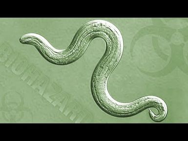 Rat Lungworm - What You Need to Know. What You Need to Do | Insights on PBS Hawai'i