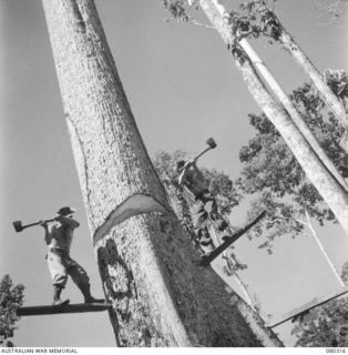 BUSU FOREST, LAE AREA, NEW GUINEA. 1944-07-26. MEMBERS OF THE 2/3RD FORESTRY COMPANY, ROYAL AUSTRALIAN ENGINEERS, FELLING A TREE FROM SPRING BOARDS. THE "BUSH BOSSES" ARE ATTEMPTING TO TEACH THE ..