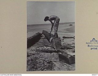 URFIP CREEK, WEWAK AREA, 1945-05-14. SAPPER R.G. SPANNER, 9 PLATOON, 2/8 FIELD COMPANY, ROYAL AUSTRALIAN ENGINEERS, SQUARING STRINGERS FOR A 150 FOOT SPAN BRIDGE OVER URFIP CREEK DURING ..