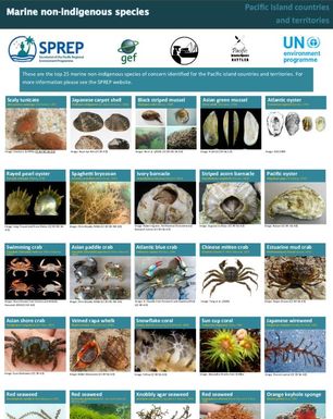 Top 25 Marine Non-Indigenous Species in the Pacific Region