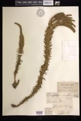 Phlegmariurus nutans