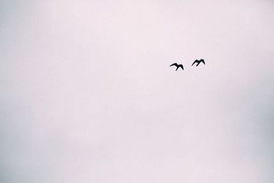 Two birds, Atafu, Tokelau