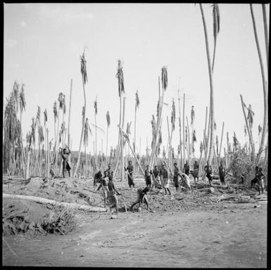 Group of men with shovels amongst stripped trees, Rabaul, New Guinea, 1937 / Sarah Chinnery