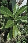 Man with plant