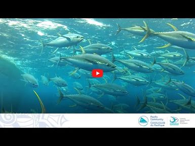 TEEN TUNA TOK – How to save tuna?