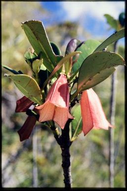 Red-flowered shrub, 950 m