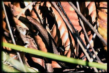 Skink sp.