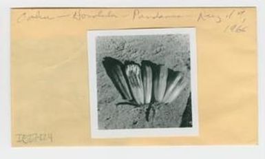 [Pandanus in Hawaii, envelope IE27-224]