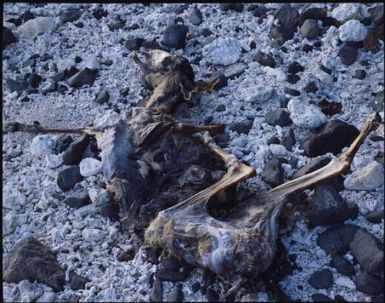 Deer skeleton, Fiji, 1994 / Peter Dombrovskis